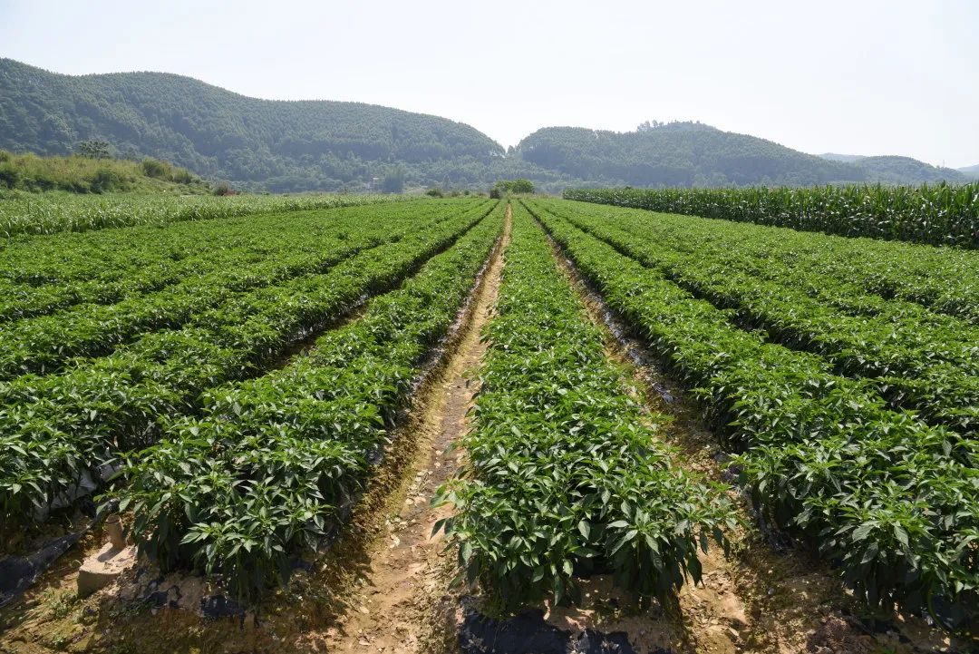 【跟着广播看乡村】这里的辣椒好多! 鹿寨丹竹村丰收采摘忙!