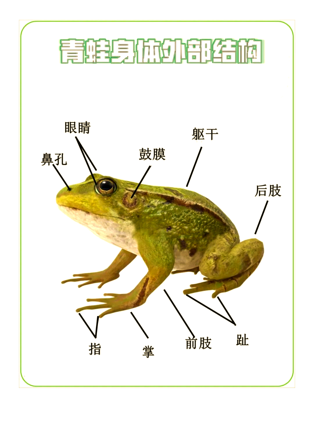 科学知识:青蛙的成长与繁殖之旅