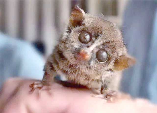 世界上眼睛最大的动物:猴子,马与蜻蜓的奇妙世界