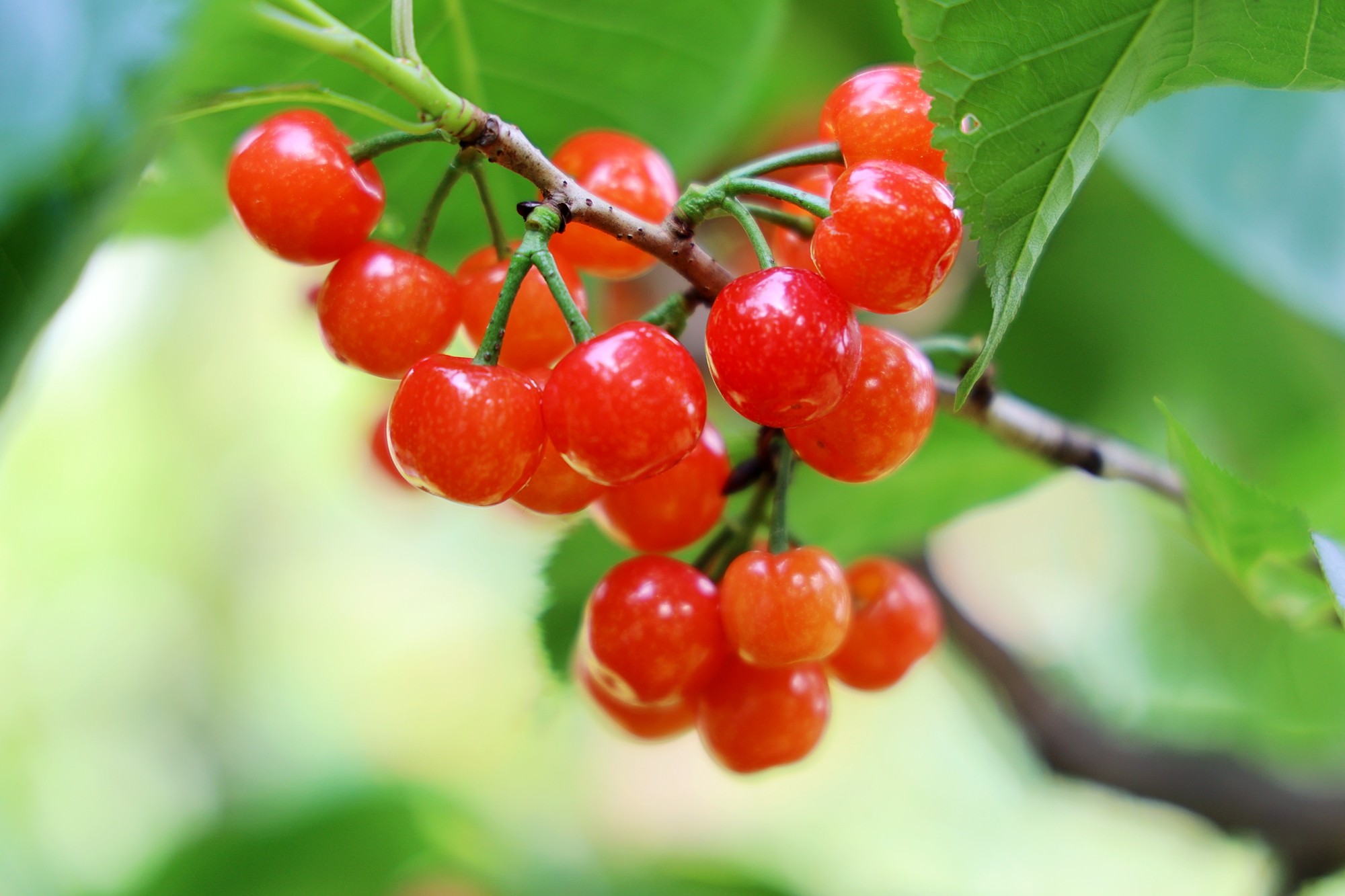 四川丹棱:樱桃红啦