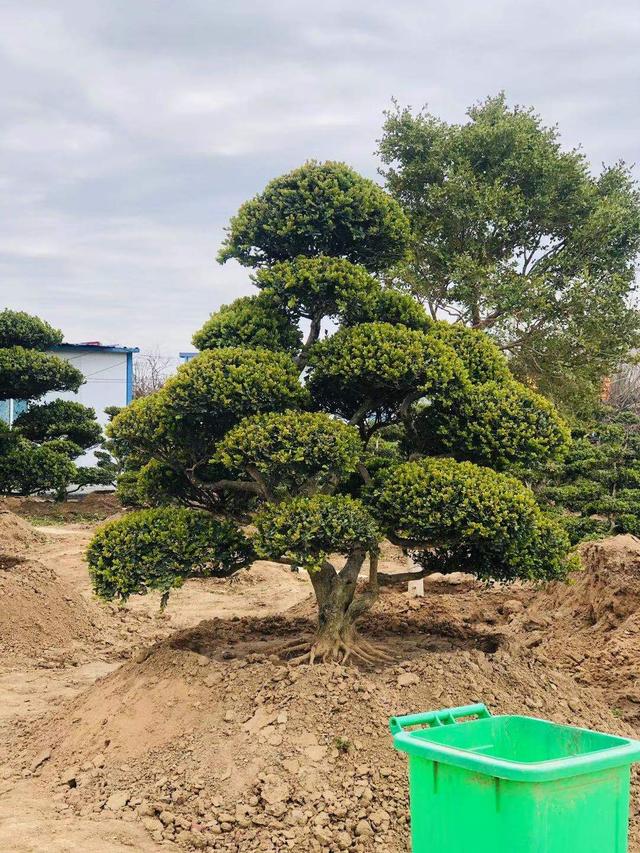 黄杨地景树盆景小苗怎么养