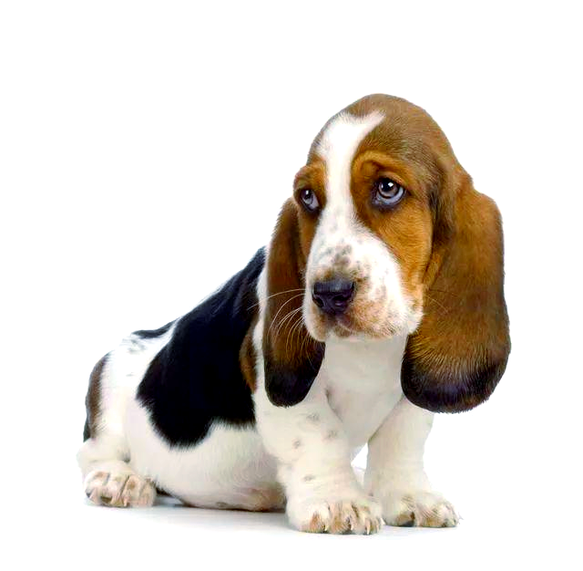 狗狗超度-狗狗超人小游戏 狗狗超度-狗狗超人小游戏