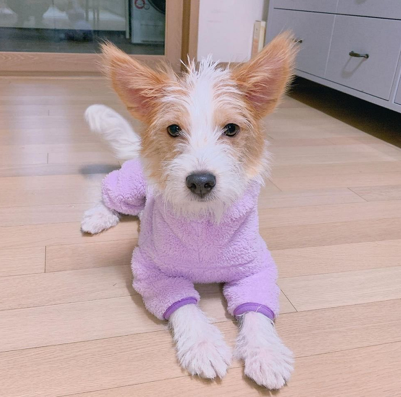 blackpink的新团宠,朴彩英收养的流浪狗hank,现在已是皇族狗!