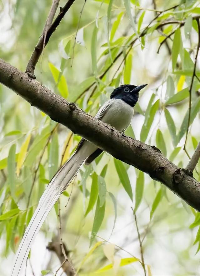 罕見林中仙子壽帶鳥首現商洛城區