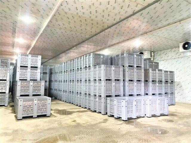 冷库建设助力马龙苹果"错峰"上市