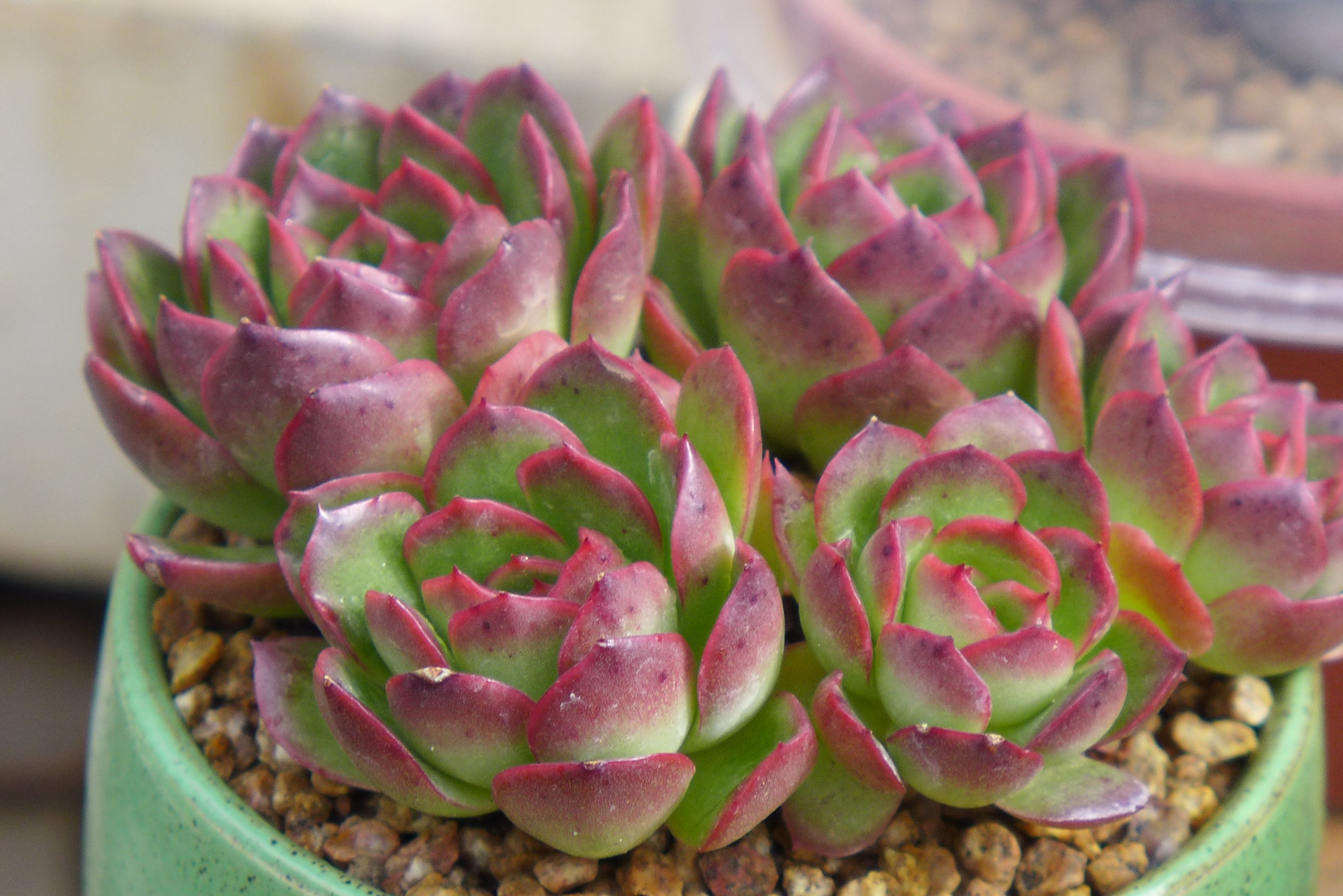 颜色紫红的多肉克拉夫,阳台就能养出好状态,新手,老手都喜欢