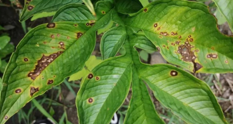 炭疽病植物是什麼