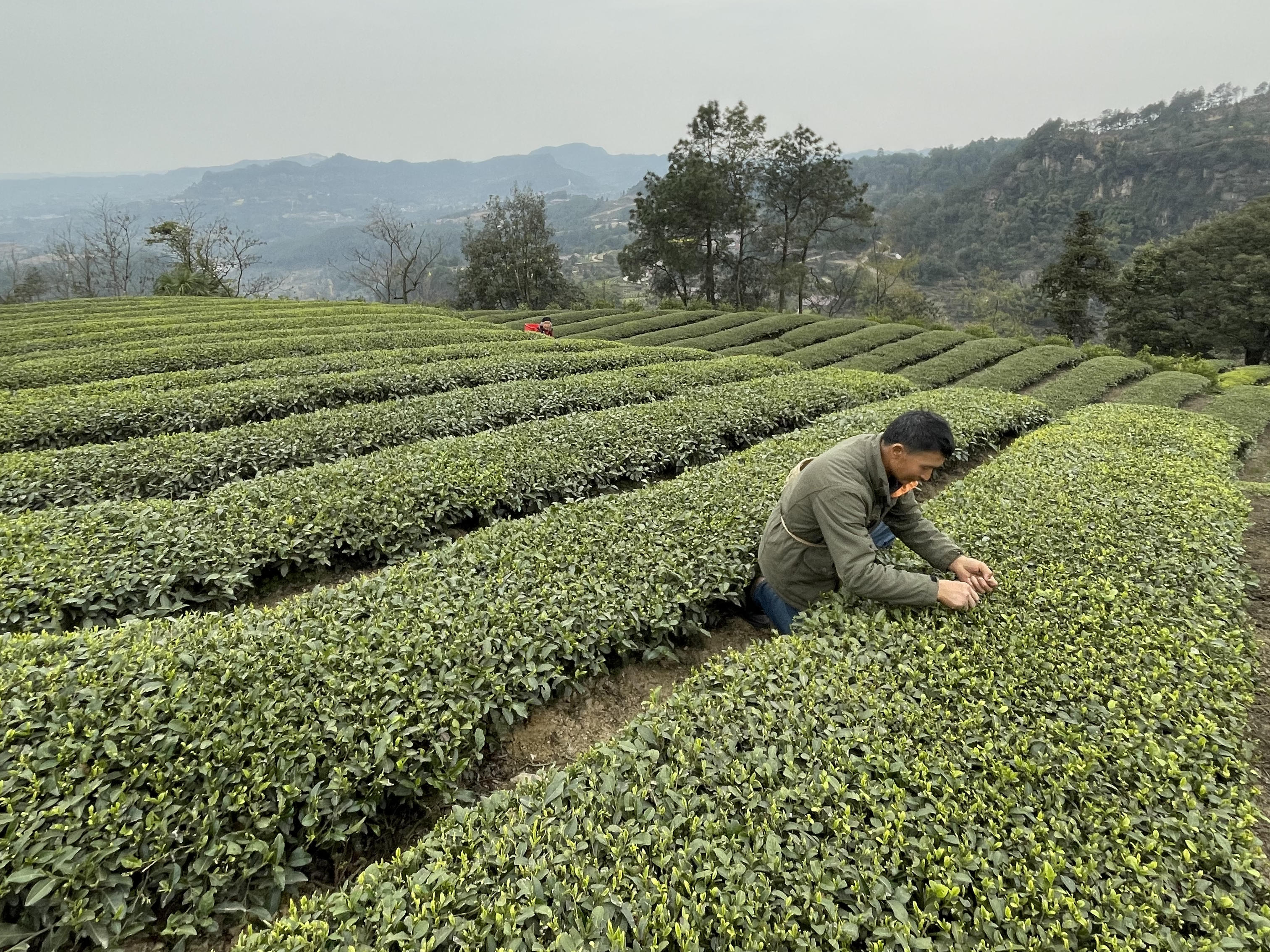 屡屡被全国饮料行业头部企业相中 四川荣县茶叶凭何优势成为"老天赏饭
