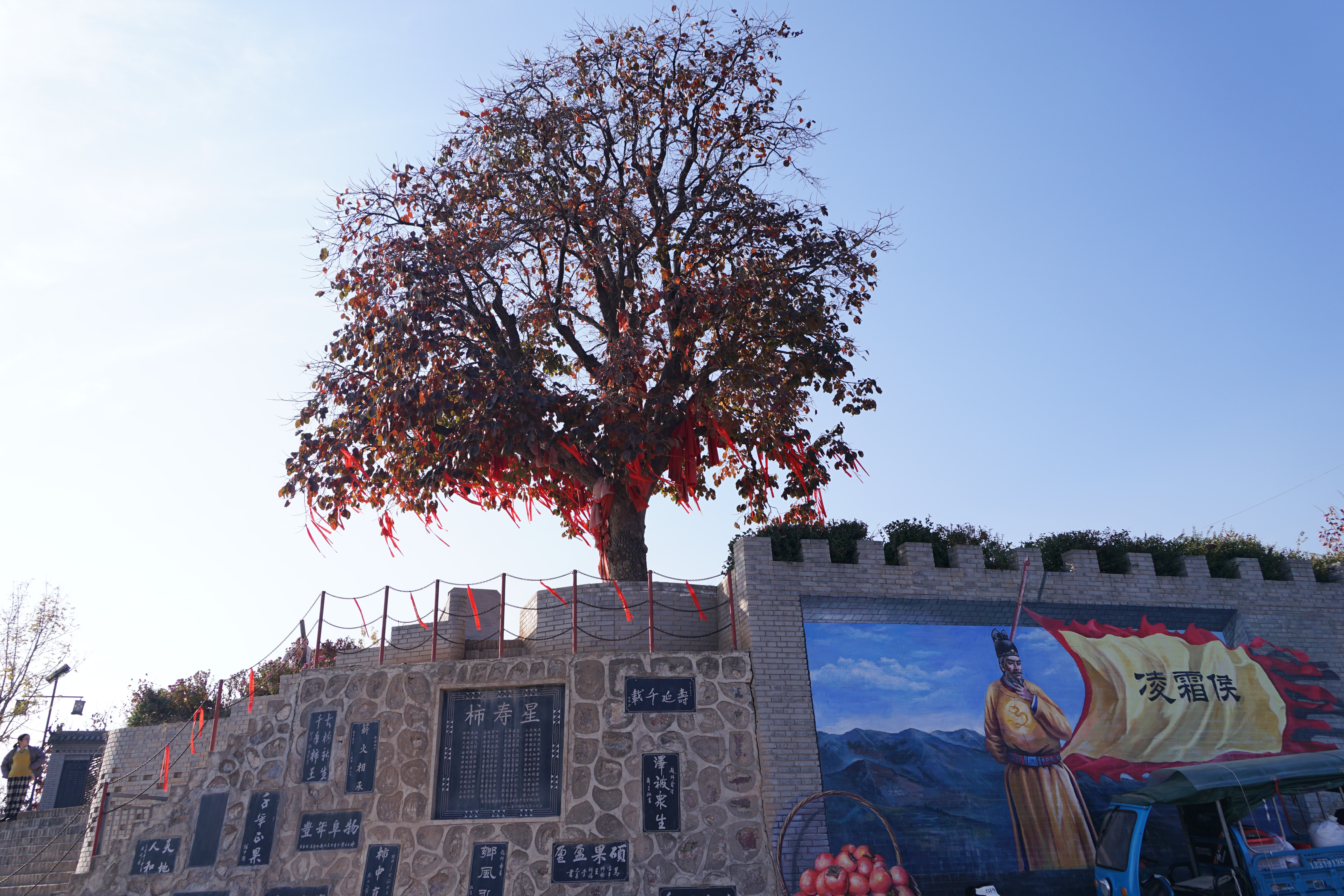 陕西富平的这棵千年柿子树,朱元璋为给此树封"凌霜侯"