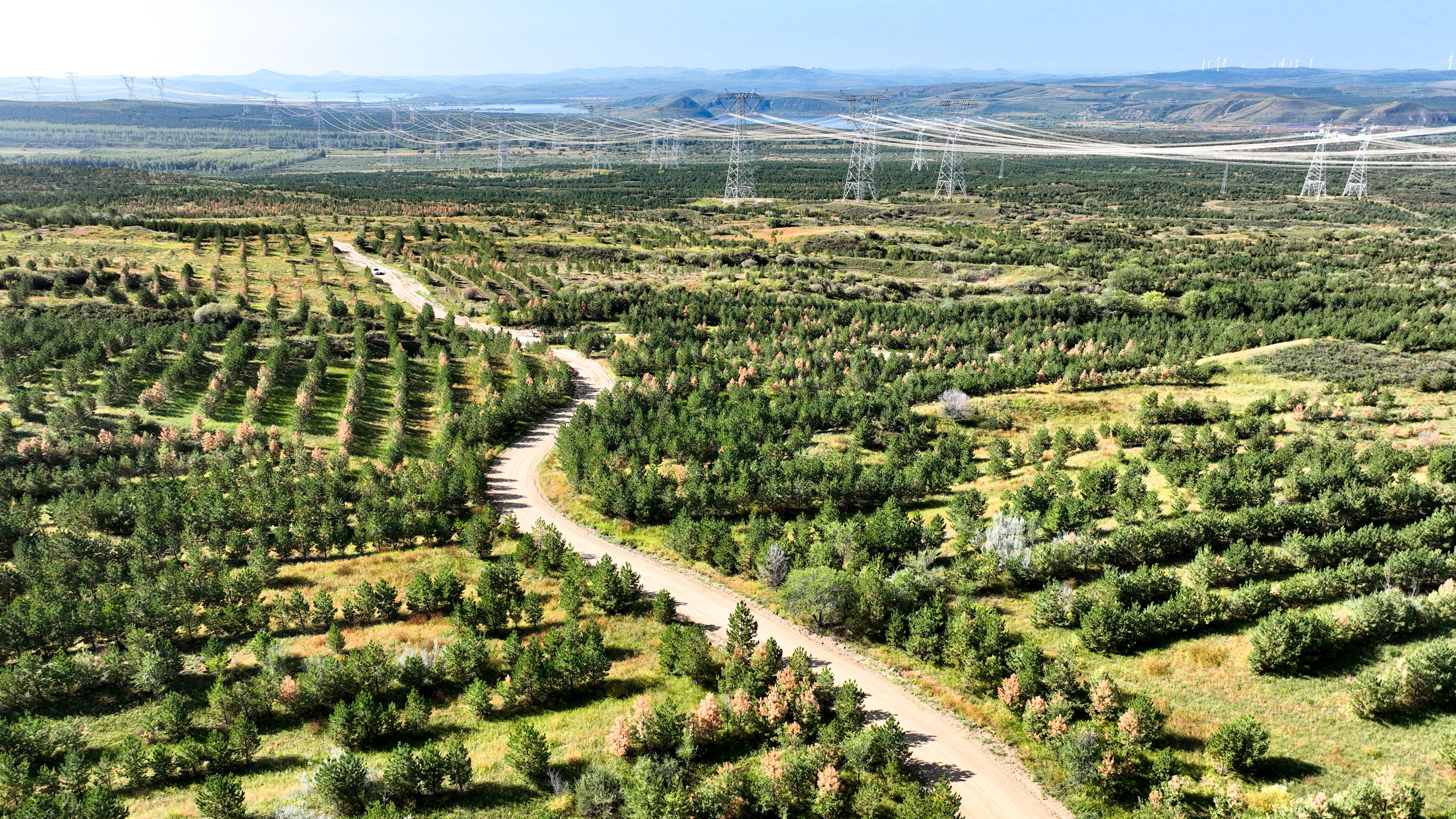 (环境)内蒙古多伦县:沙地变松林
