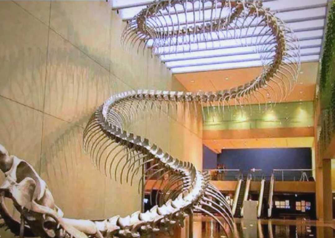 史前巨蟒泰坦蟒的崛起与覆灭:地球气温上升的影响