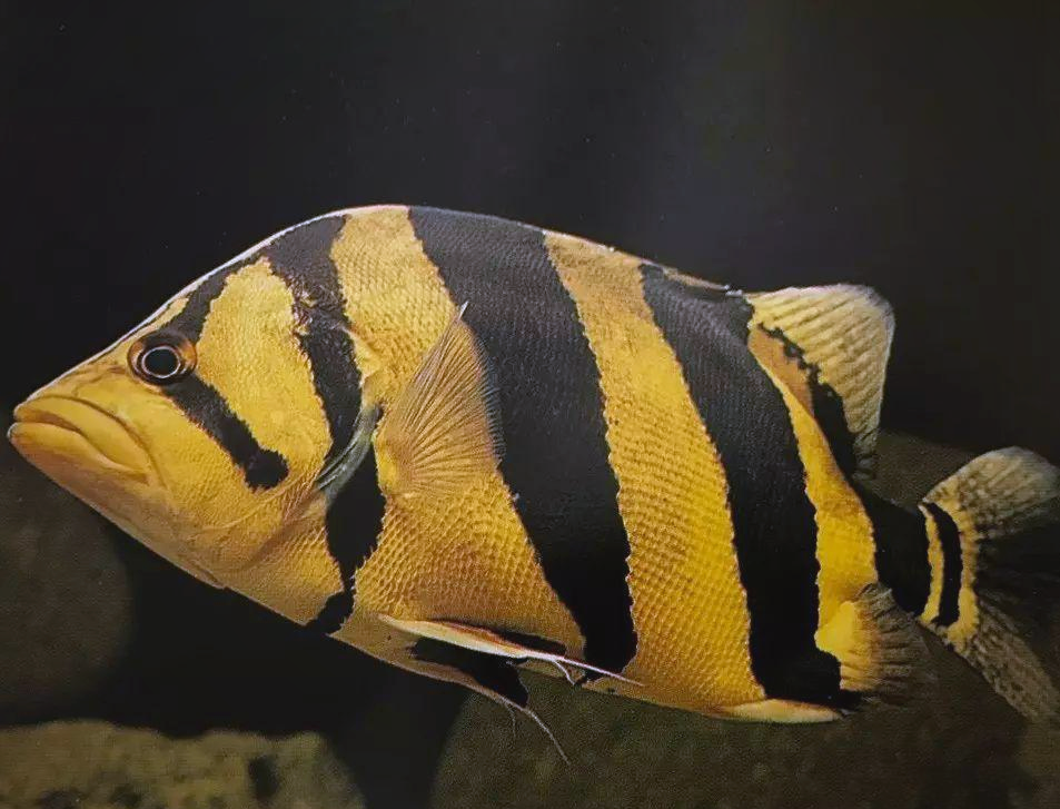 虎鱼种类繁多,你能区分它们吗?