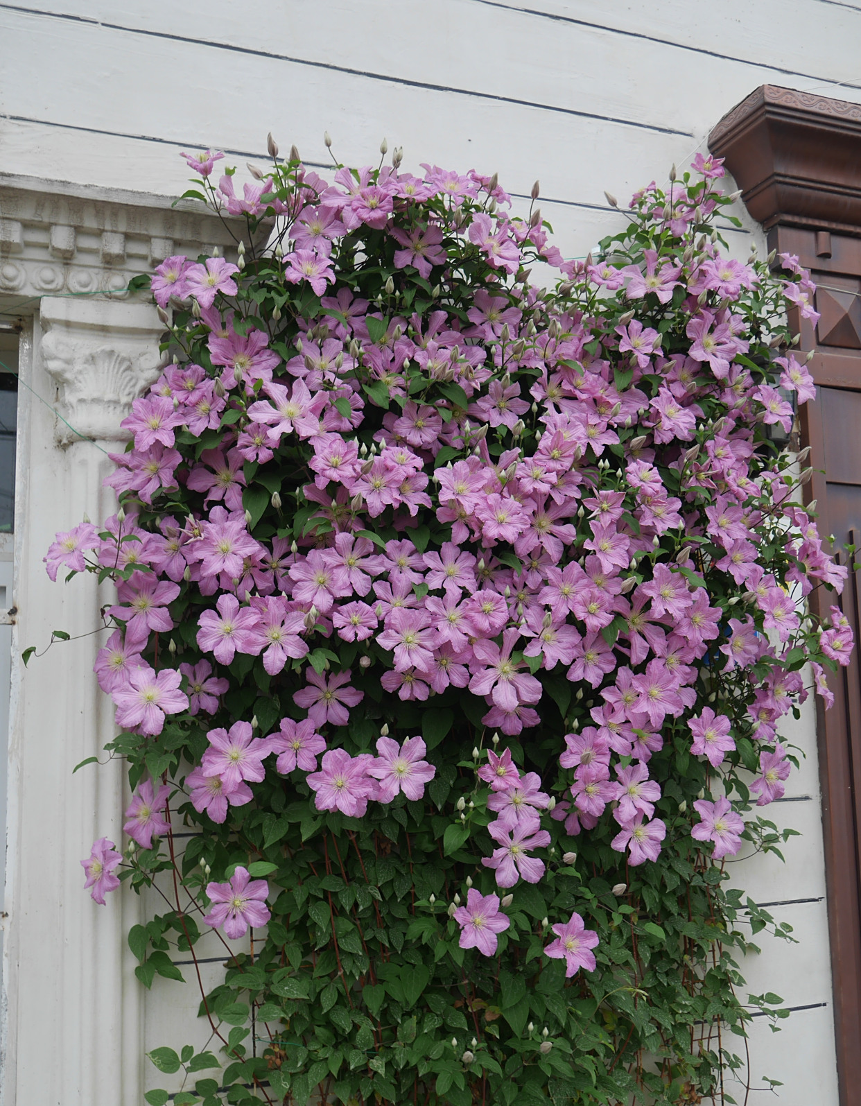花友一般都以"女伯爵"称呼之,是"藤本花卉皇后"铁线莲的一个优秀品种