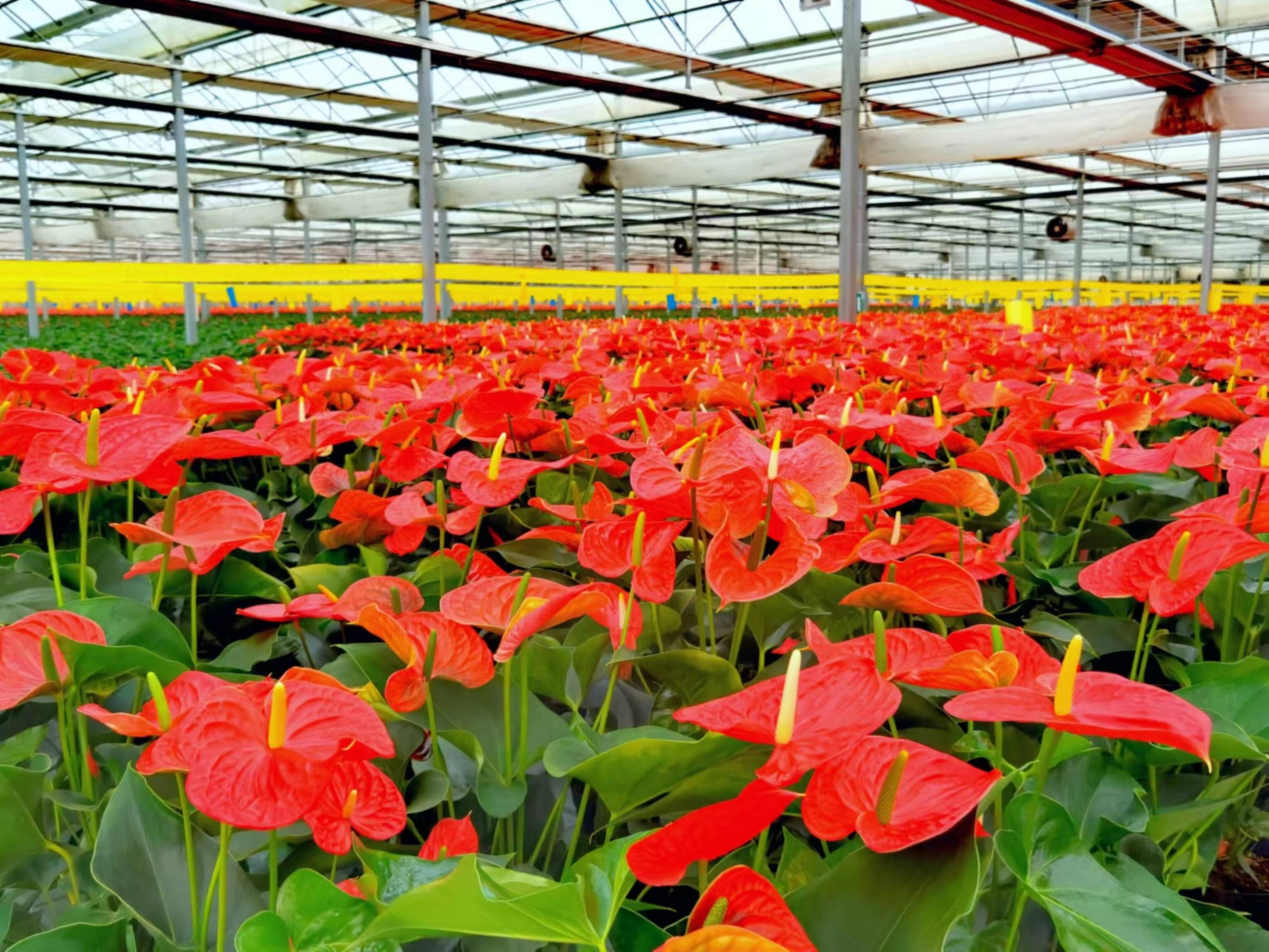 助力乡村振兴 济南新旧动能转换起步区,商河县走在前