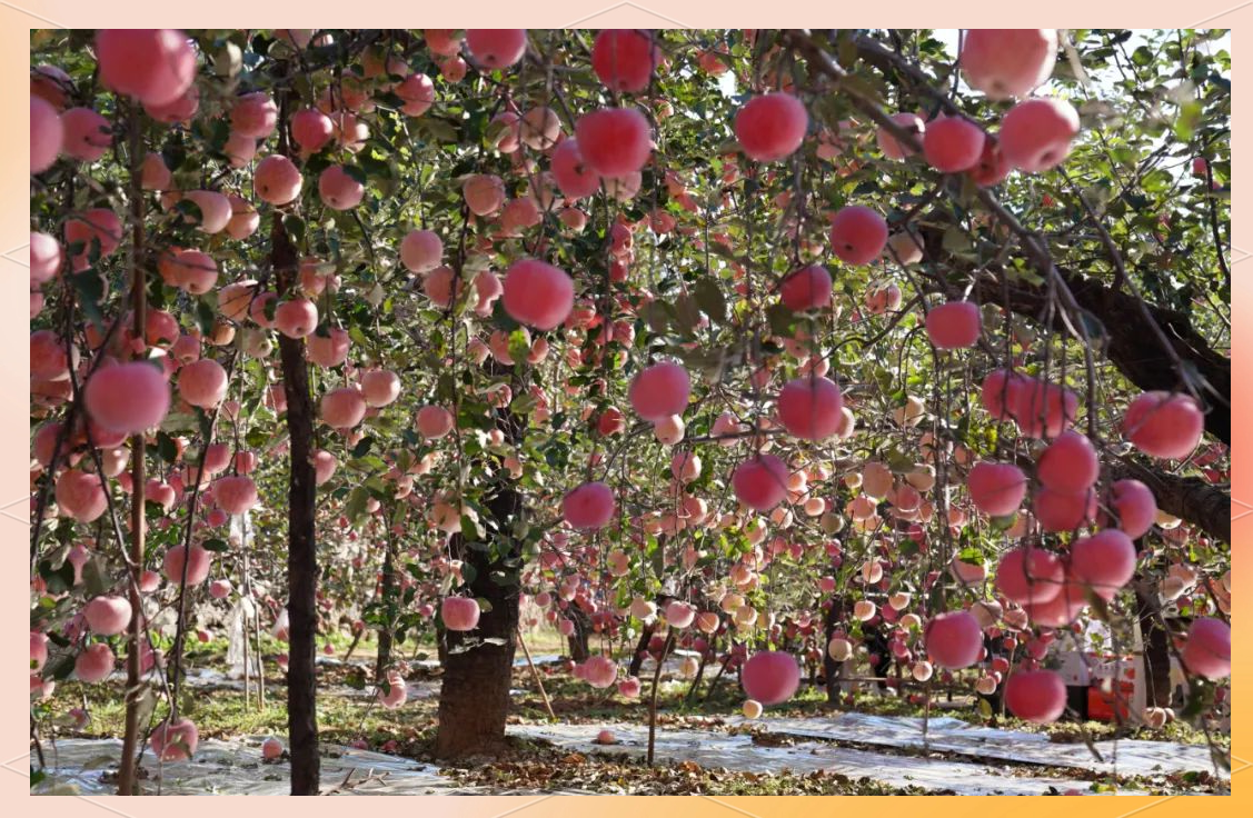 太行山深处富岗苹果丰收,见证脱贫新答卷