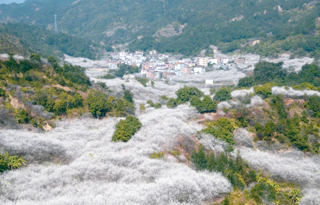 陆河世外梅园:探访自然美景与丰富体验的度假胜地