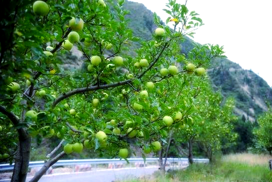 每一缕阳光都温柔地抚摸着青苹果树,使其更加生机勃勃