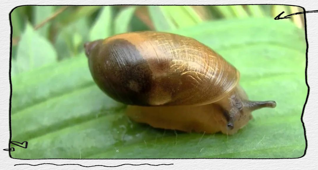 多种常见陆生软体动物介绍