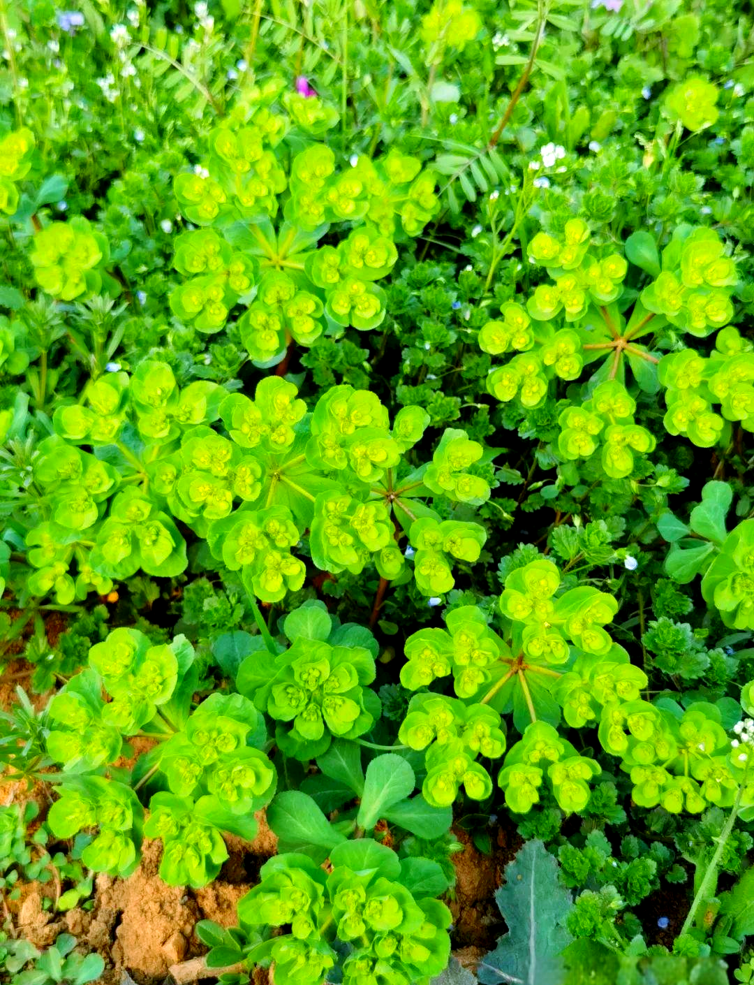 夏日里盛开的多种开花植物介绍