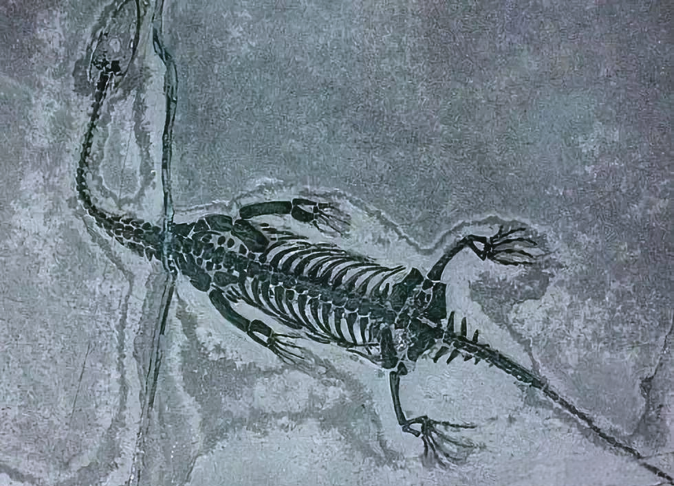 贵州龙:从陆生到水生的惊人进化