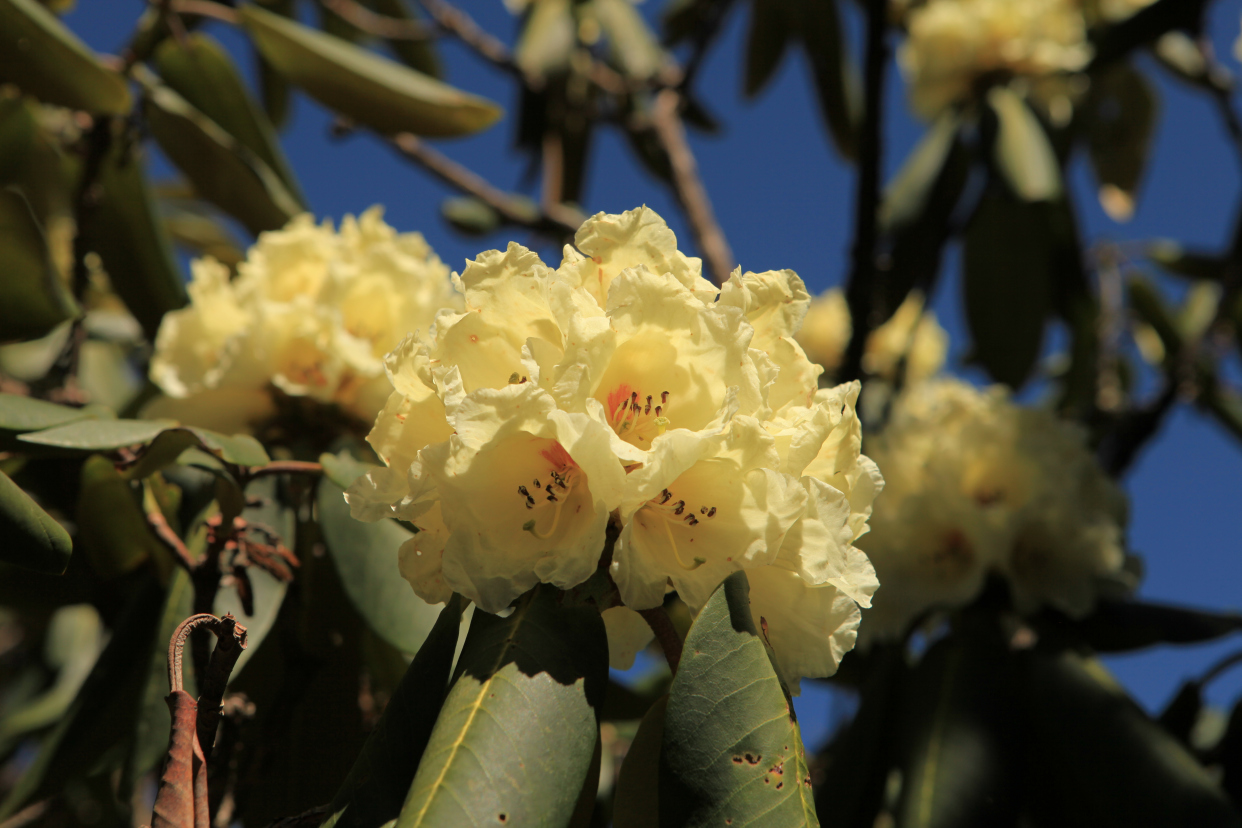 一起醉在轿子山花海里