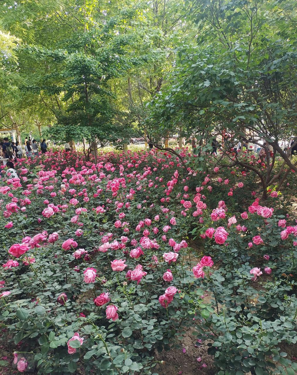 石家庄东环公园真心不错,相比于世纪公园,长安公园,体育公园,裕西公园