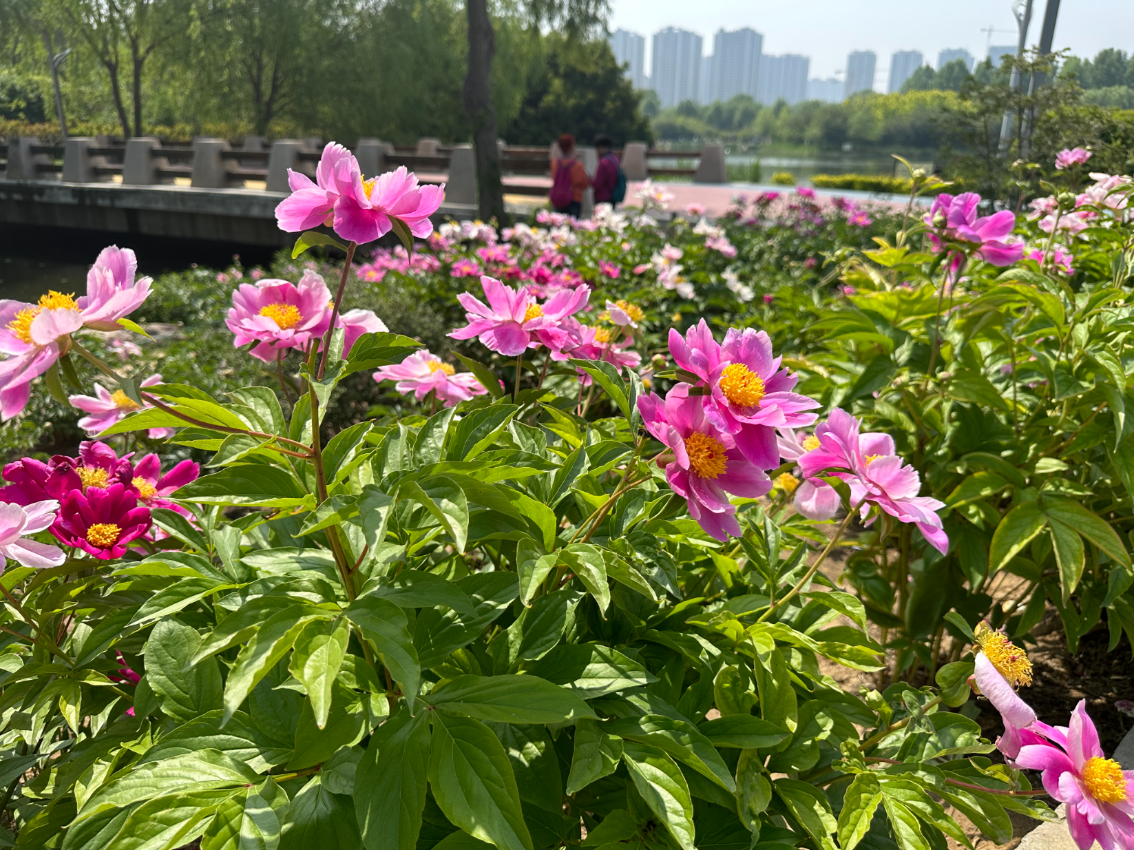 郑州植物园芍药花开