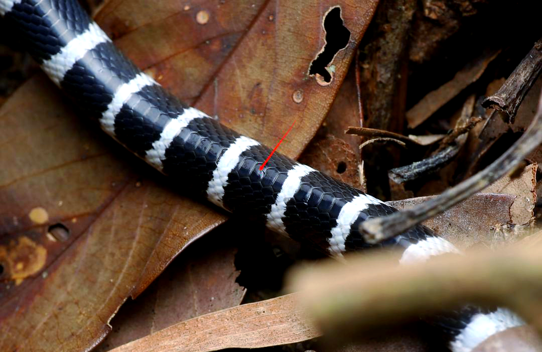 香港多种具有黑白斑纹的蛇类介绍