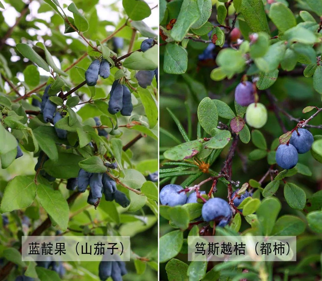 儿时记忆——都柿,山茄子