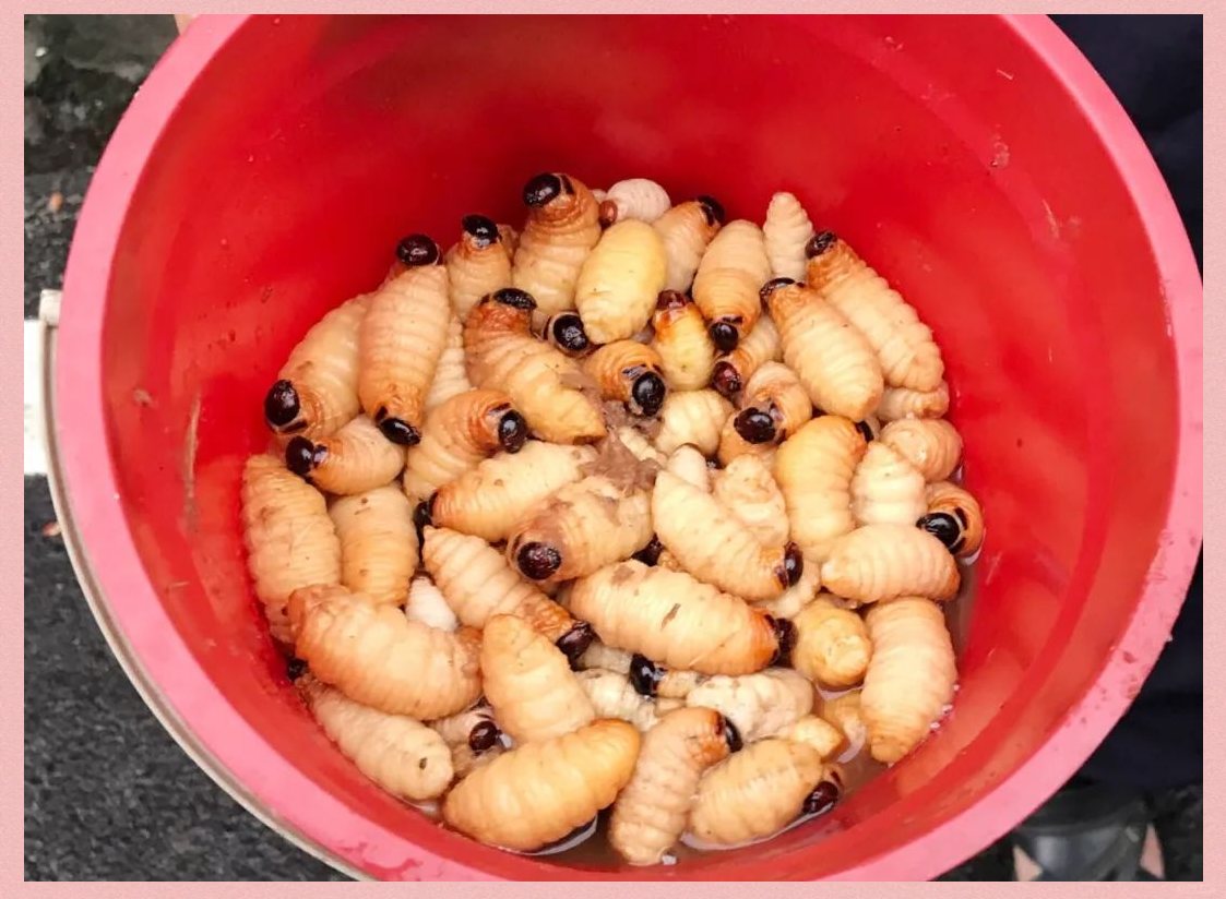 竹笋虫:郁南深山中的害虫,却承载无数童年回忆与美食探索