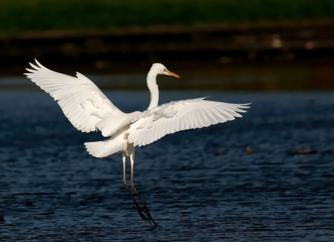 化德野生鸟集锦(七)|白鹭(lù)