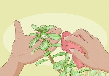 如何在家种植玉树:繁殖与换盆