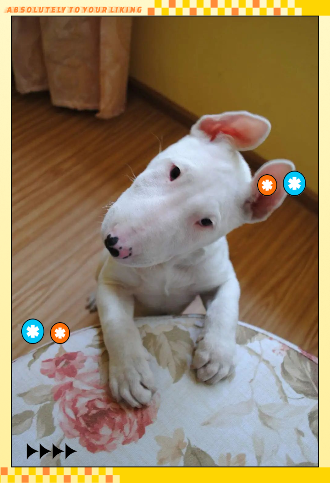 探讨近年来广受欢迎的梗犬品种