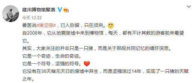 建川博物馆:14岁"猪坚强"已进入弥留