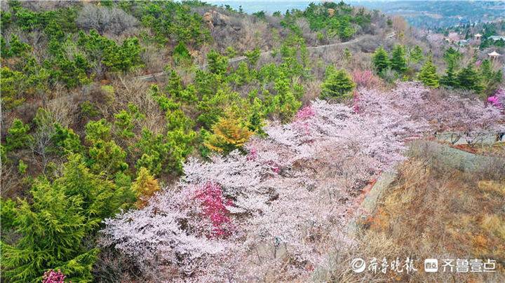 万株樱树邀你共赴春天之约!邹平樱花山第八届樱花节开幕