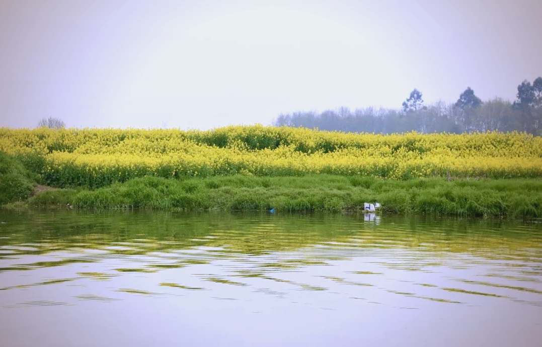 成都周边游:邛崃两河村的油菜花与江南水乡