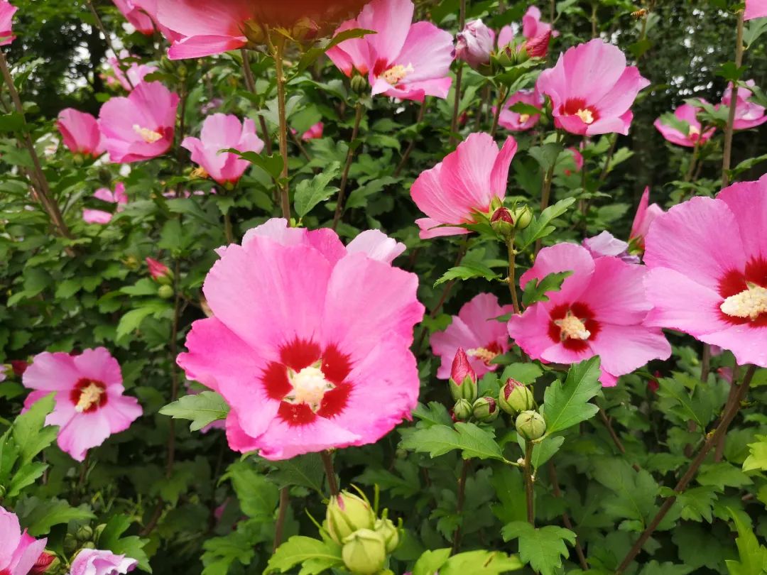 炎天众芳凋,木槿独凌铄