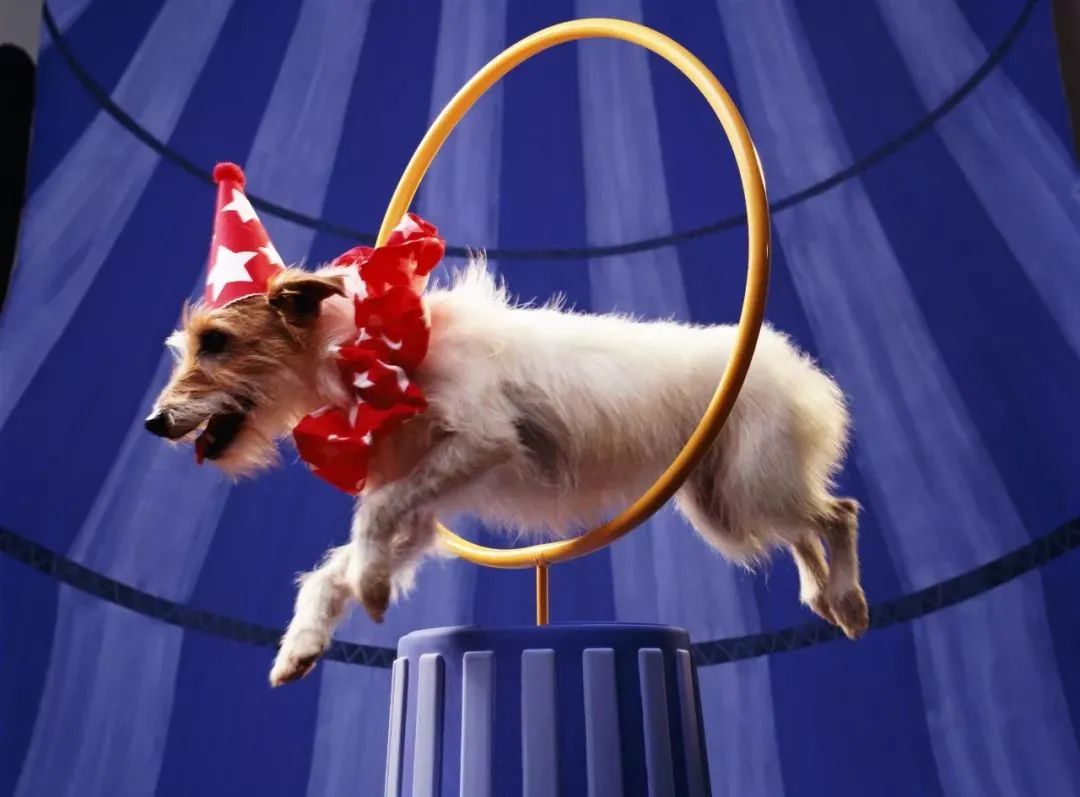 「1038」门票免费领|皇家马戏团空降云谷天境,奇幻好戏震撼上演!