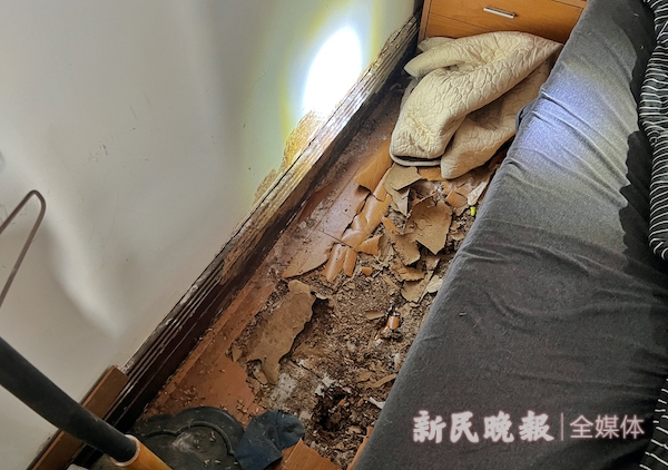 申城今年第二波白蚁即将集中出飞:下水道突然被堵塞,原来是它们在作怪