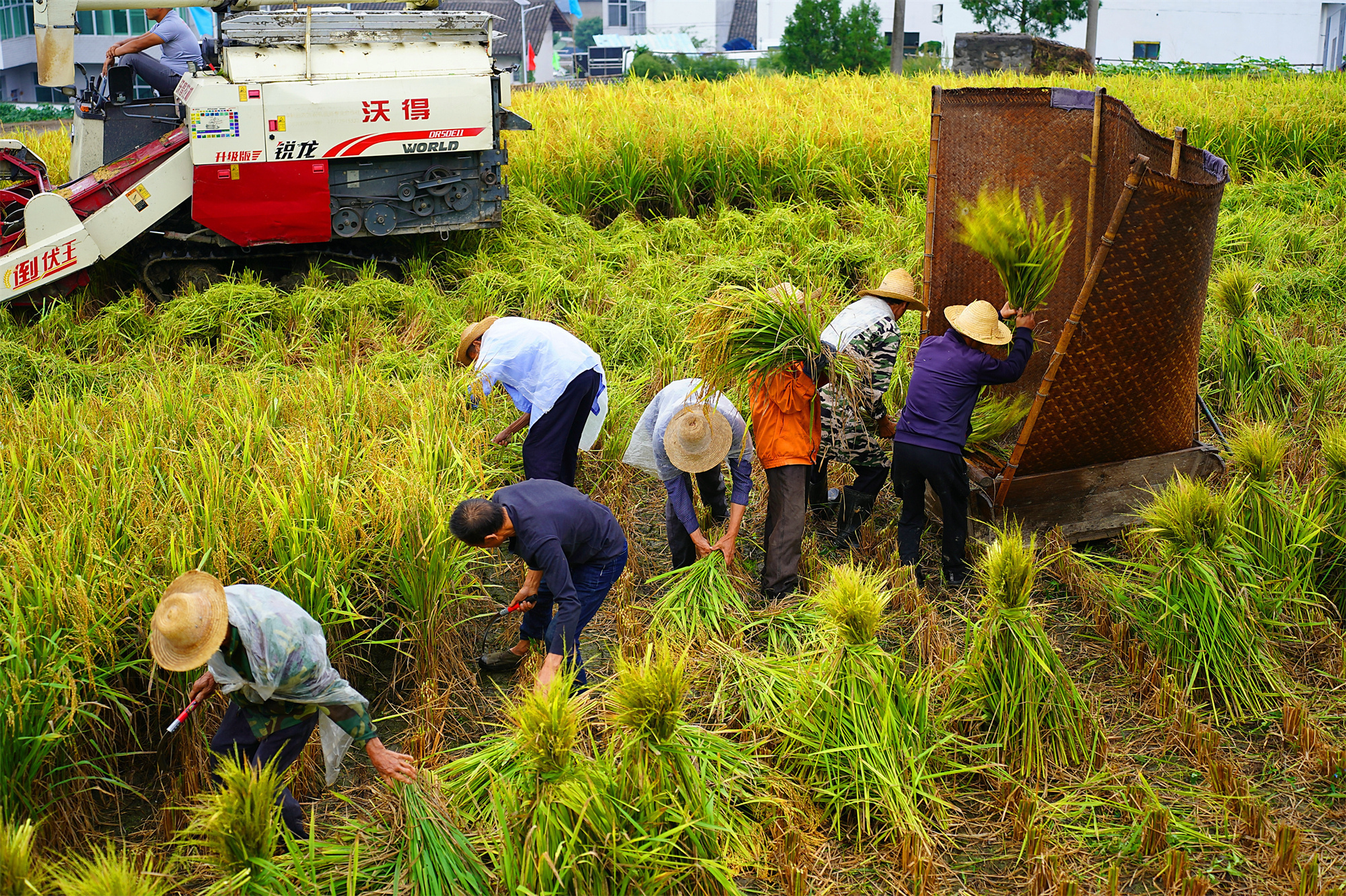 秋风起,稻谷香,平利乡村丰收忙