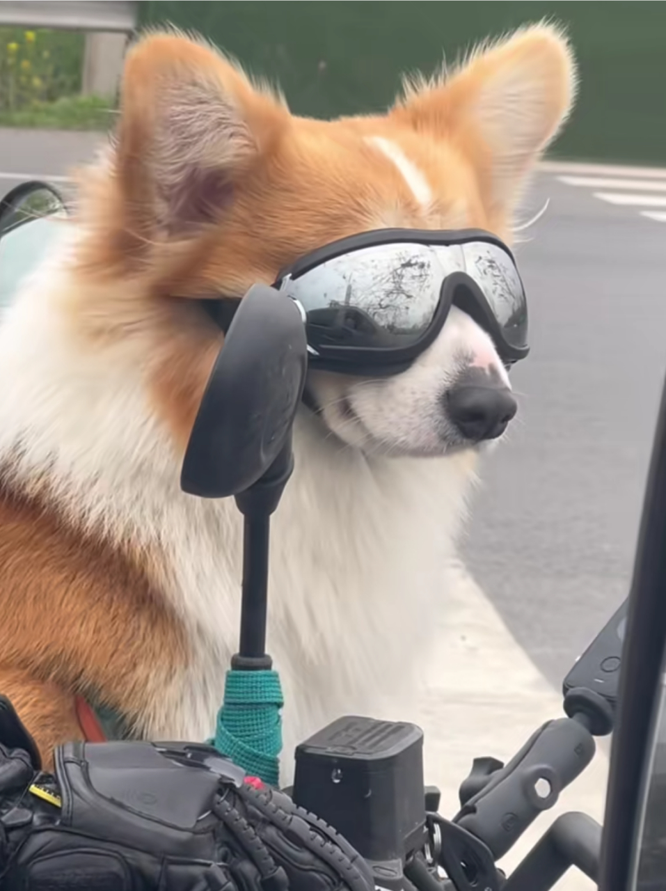 网友:偶遇一只机车柯基,真是酷毙了!