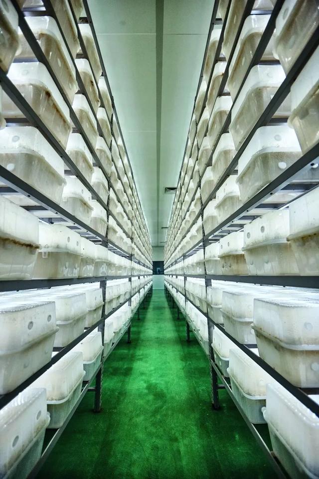 中国虫草博物馆——开启意趣健康之旅