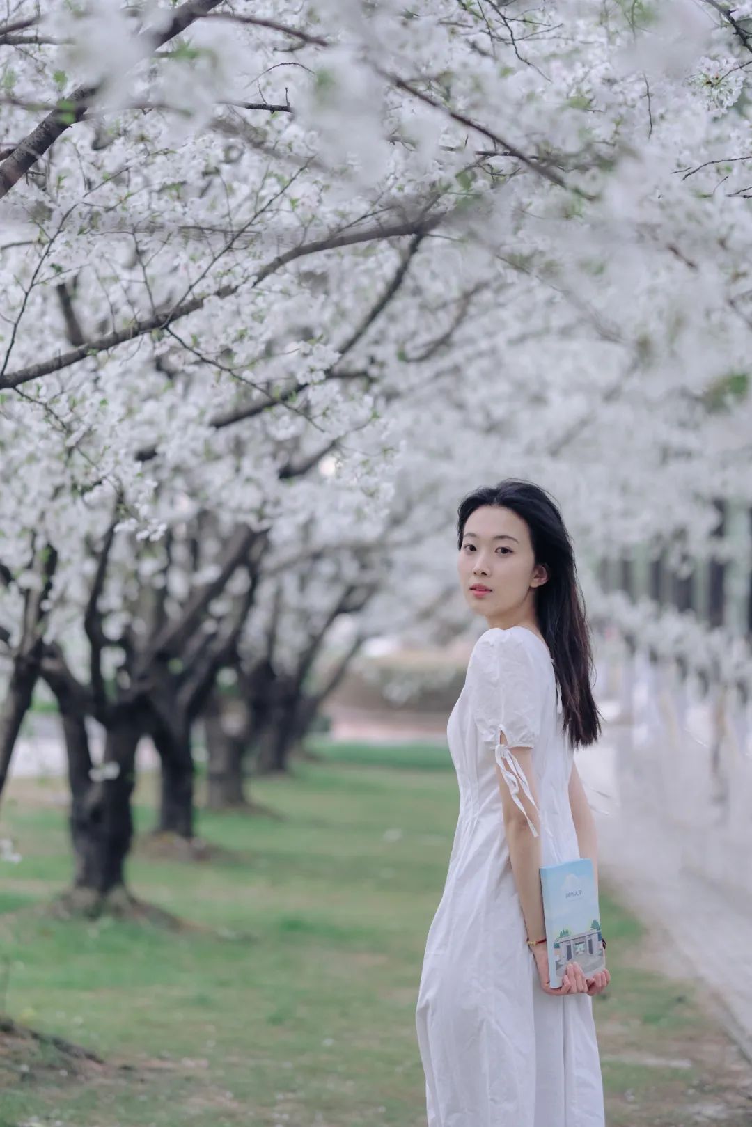 24小时直播绝美大片同济大学樱花来了