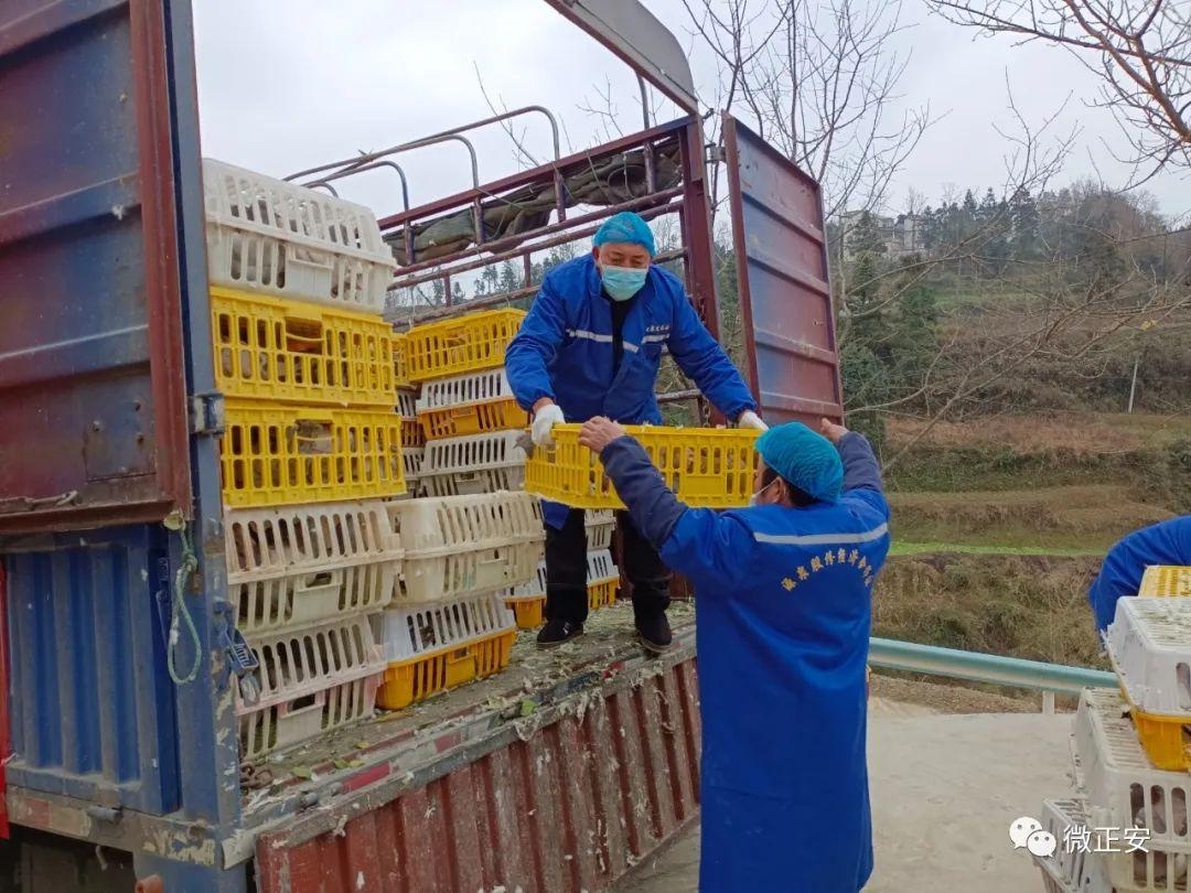 "鸽"声嘹亮,4000羽种鸽"飞"入格林镇"鸽子村"