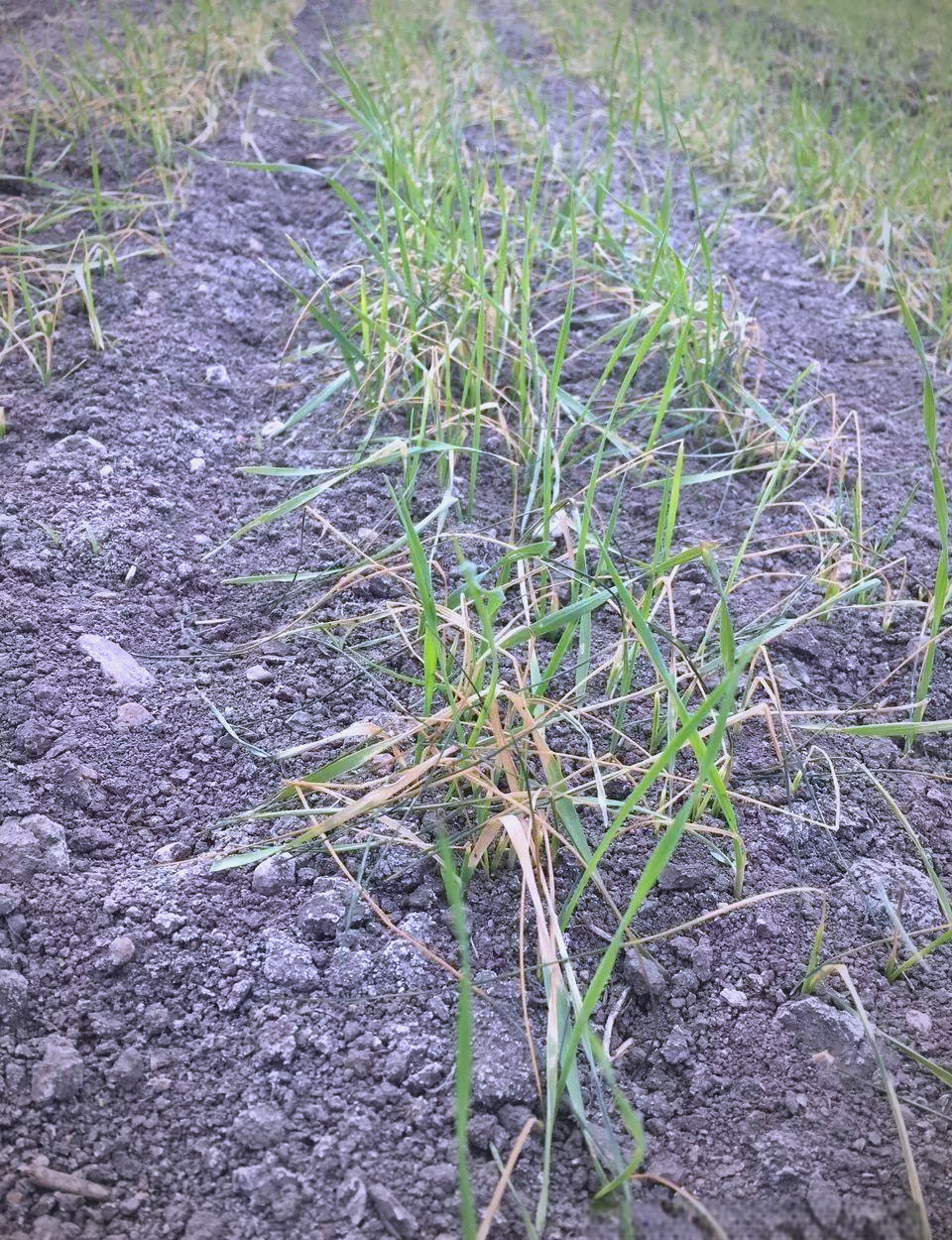 小麦纹枯病的防治方法与药物选择