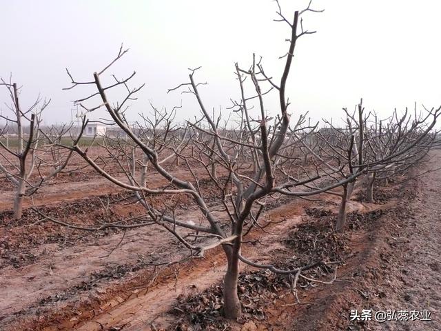 核桃树的修剪和管理(核桃树的修剪和管理方法视频)
