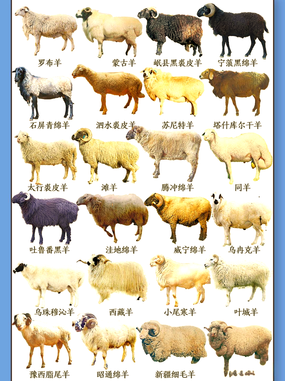 探索多种常见绵羊品种,你家养的是哪一种?