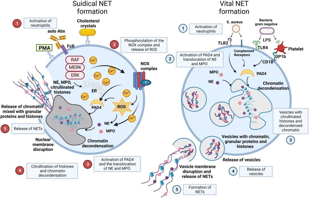 "suicidal netosis" 与 "vital nets 形成" 的不同点