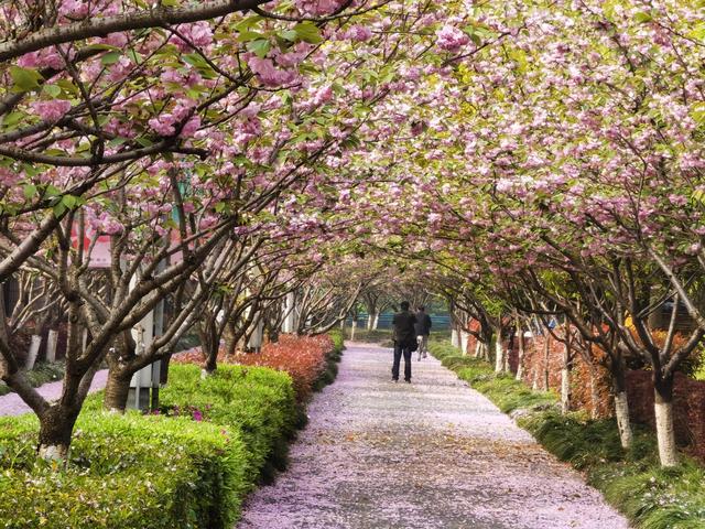 粉红遍地,花雨中散步 高东樱花园晚樱凋谢中