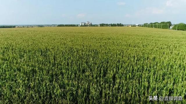 玉米什么时候传入吉林 玉米在什么时期传入中国